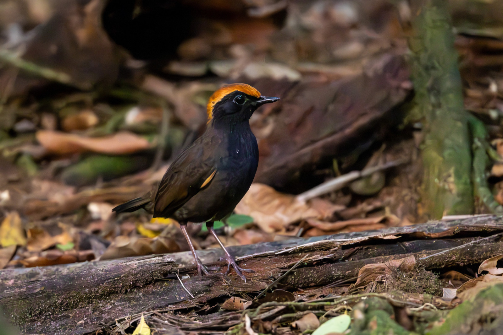 image Rufous-capped Antthrush